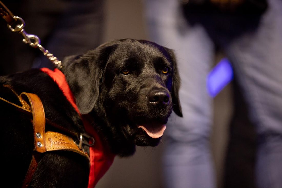 Cão-guia presente na premiação da Alia Inclui